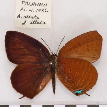 Arhopala allata