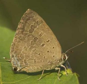 Arhopala atrax