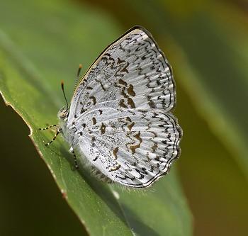 Cyaniriodes libna