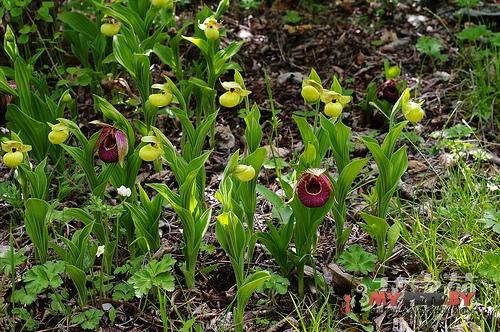 Желтые и фиолетовые башмачки (Cypripedium flavum)