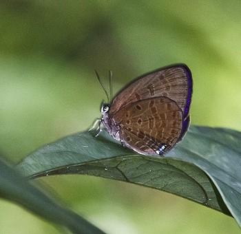 Arhopala antimuta