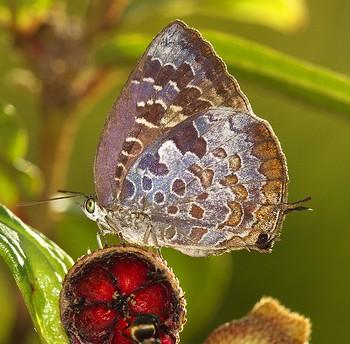 Arhopala bazaloides
