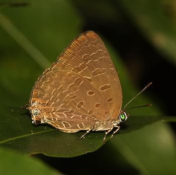 Arhopala elopura