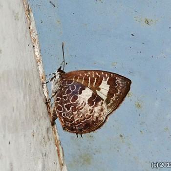 Arhopala paraganesa