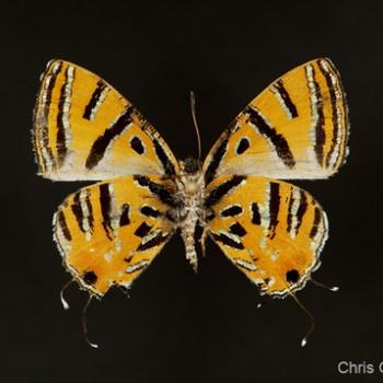 Catapaecilma evansi