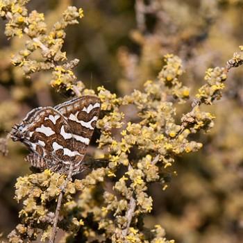 Cigaritis namaquus