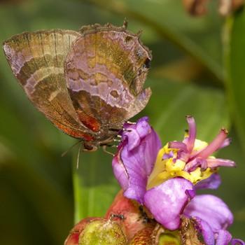 Flos apidanus