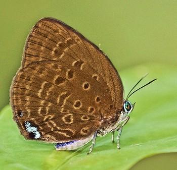 Arhopala major