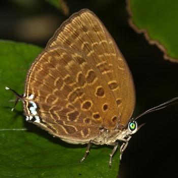 Arhopala atosia