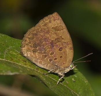 Arhopala asinarus