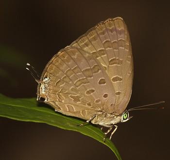 Arhopala aida