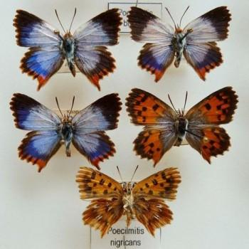 Chrysoritis nigricans