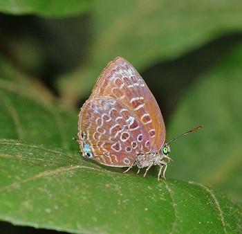 Arhopala myrzala