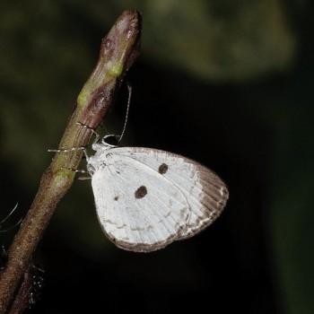 Tetrarhanis symplocus