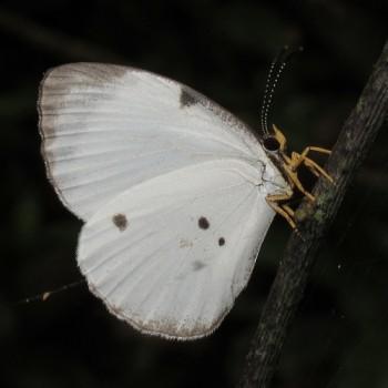 Larinopoda eurema