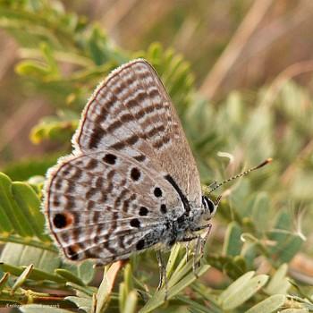 Aloeides dentatis