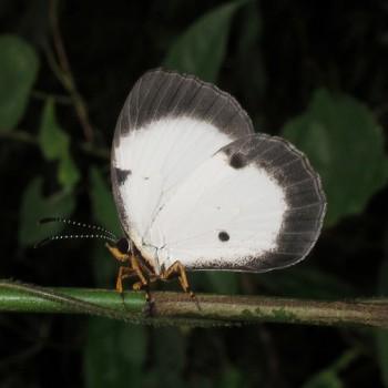Larinopoda aspidos
