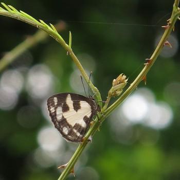 Falcuna leonensis