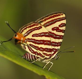Cigaritis lohita