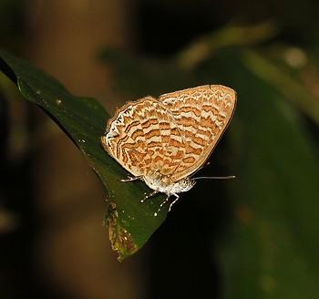Poritia sumatrae