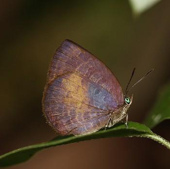 Arhopala perimuta