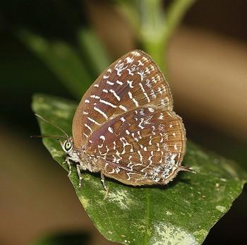 Arhopala democritus