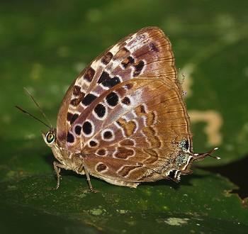 Arhopala anthelus