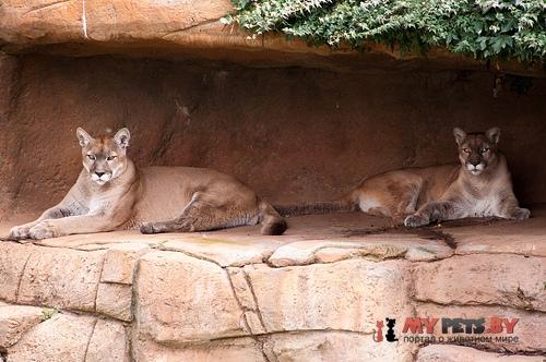 Puma concolor