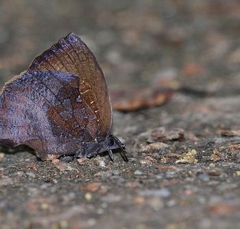 Mahathala ameria