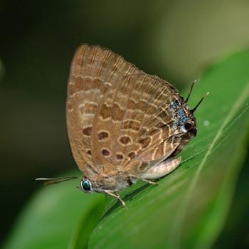 Arhopala athada