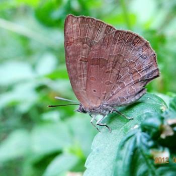 Arhopala japonica
