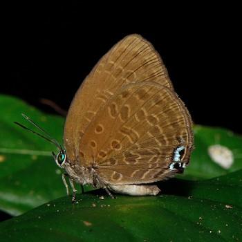 Arhopala epimuta