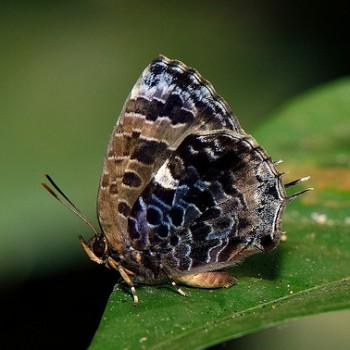 Arhopala abseus