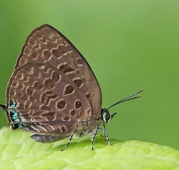 Arhopala alitaeus