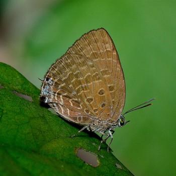 Arhopala normani