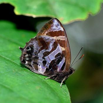 Flos fulgida