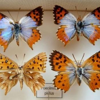 Chrysoritis plutus
