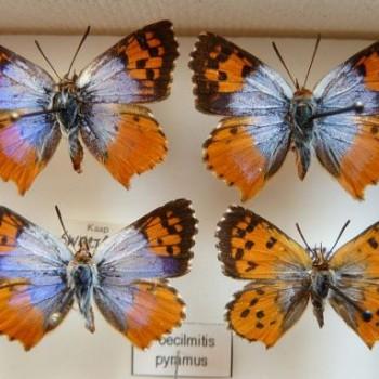 Chrysoritis pyramus