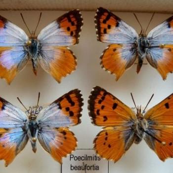 Chrysoritis beaufortius