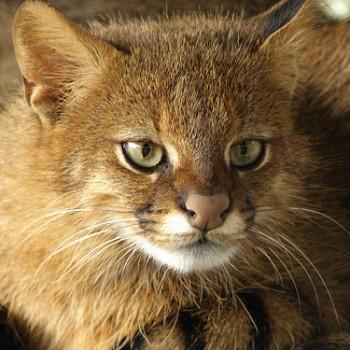Пампасская кошка