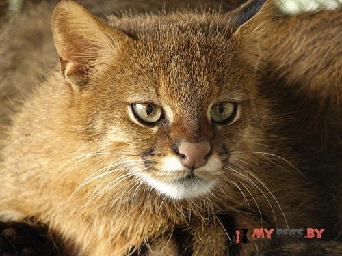 Leopardus colocolo, Колоколо