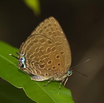 Arhopala lurida