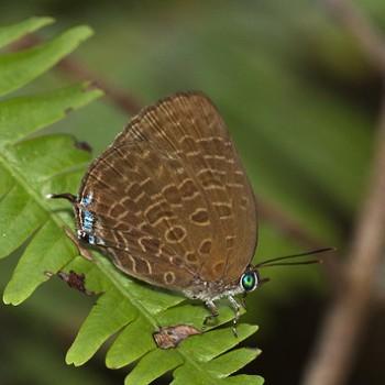 Arhopala ariana