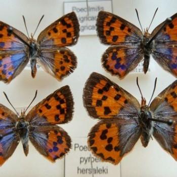 Chrysoritis pyroeis