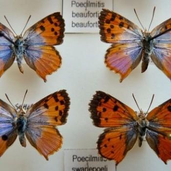Chrysoritis swanepoeli