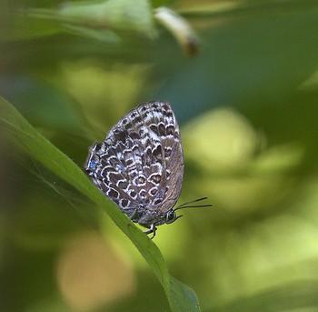 Arhopala alaconia