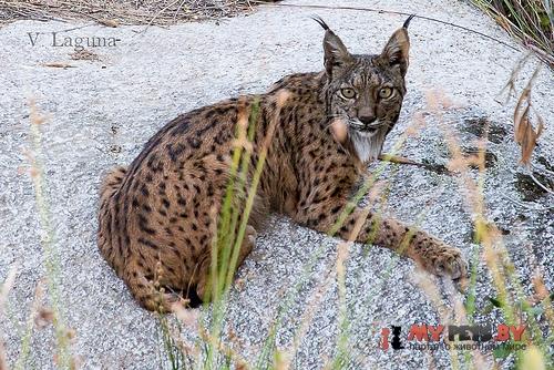 Iberian lynx