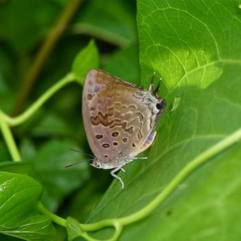 Arhopala amantes