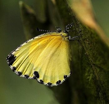 Citrinophila terias
