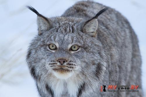 Canada lynx